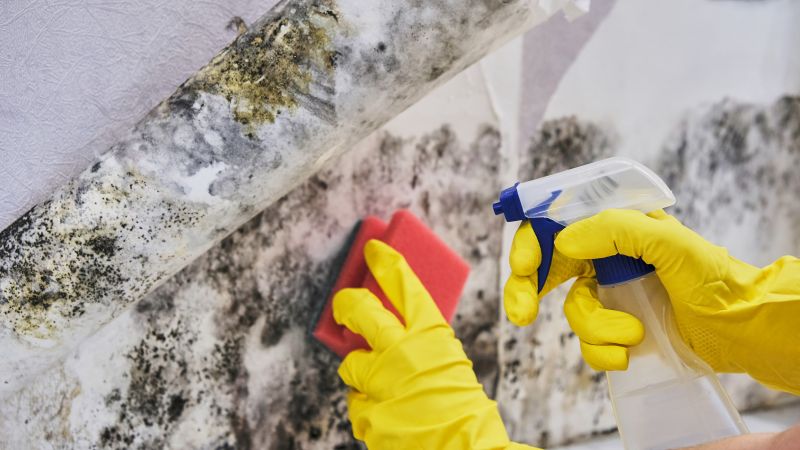 Mold Abatement in Plano, TX