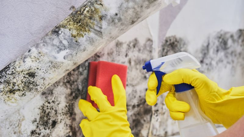 Mold Removal in West Palm Beach, FL